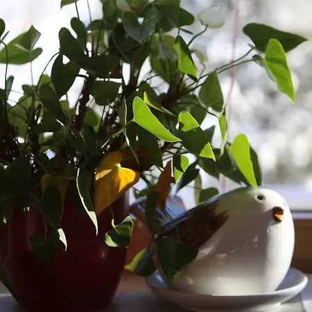 - Restaurant Gosauerhof Gosau