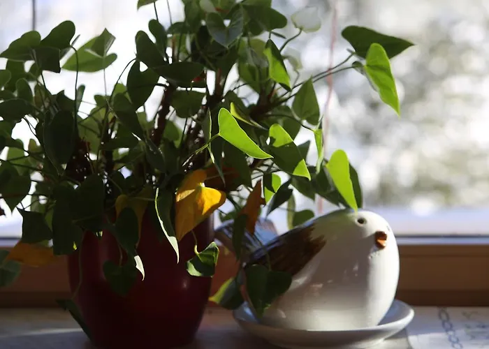 - Restaurant Gosauerhof Gosau